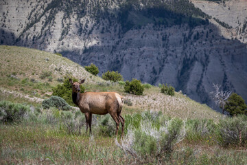 Naklejka na ściany i meble Elk Standing on Edge of Cliff at Yellowstone National Park