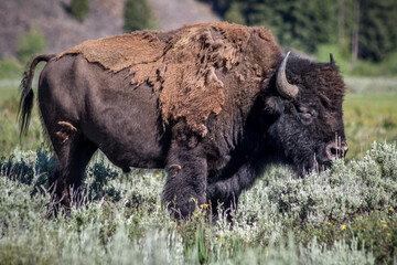 Bison Grazing at Yellowstone National Park