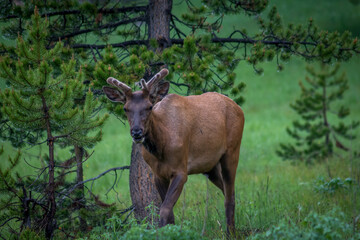 Male Elk at Yellowstone National Park