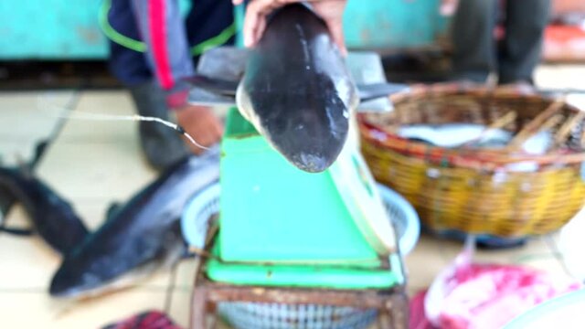 Small Sharks sale at traditional Seafood market