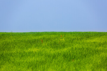 Obraz na płótnie Canvas landscape with green grass field and blue sky