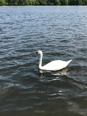 swan on the lake