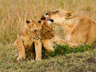 Caring Lions in Masai Mara, Kenya