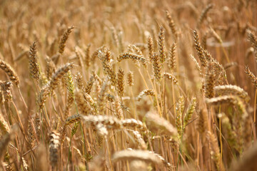 Wheat field closeup - 361413338