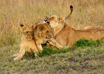 Fototapeta na wymiar Caring Lions in Masai Mara, Kenya