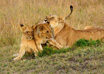 Caring Lions in Masai Mara, Kenya