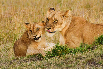 Fototapeta na wymiar Smiling Lions in Masai Mara, Kenya
