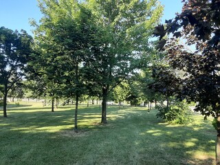 tree in the park