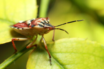 beautiful insect on a juicy green leaf, beetle