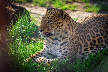 Fototapeta na wymiar Portrait of a leopard in the zoo. Animals in captivity.
