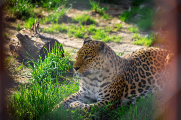 Portrait of a leopard in the zoo. Animals in captivity.