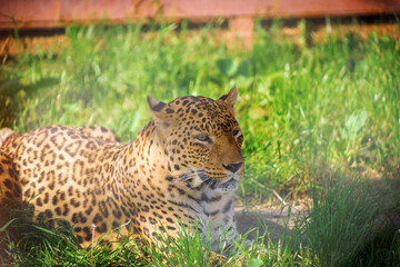 Portrait of a leopard in the zoo. Animals in captivity.