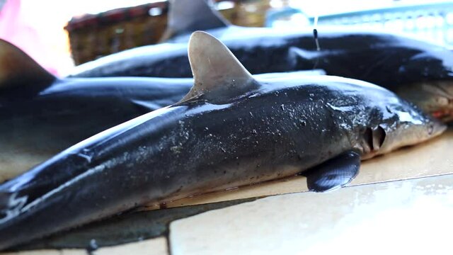 Small Sharks sale at traditional Seafood market