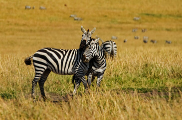 Loving Zebras in Masai Mara, Kenya