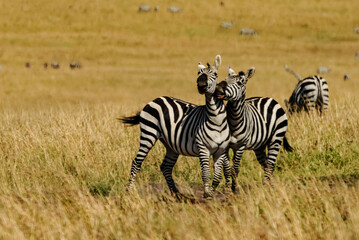 Fototapeta na wymiar Loving Zebras in Masai Mara, Kenya