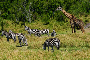 Obraz premium Giraffes and Zebras in Masai Mara, Kenya