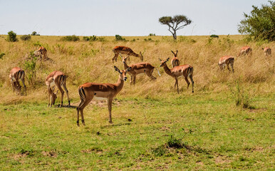 Naklejka na ściany i meble Impalas at Masai Mara, Kenya