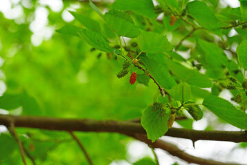 Mulberries growing on a tree