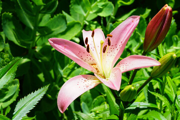 Bicolor Asiatic lily flowers