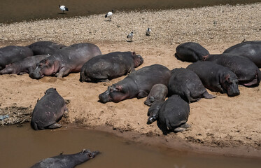 Hippos in Masai Mara, Kenya