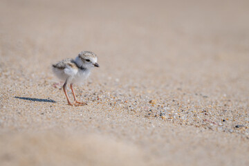adorable piping plover baby