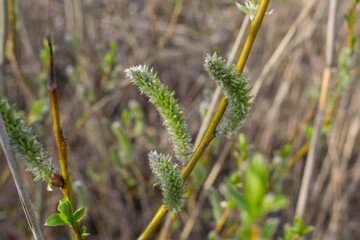 The young willow buds began to Bud
