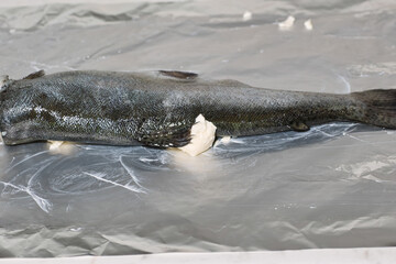 Fototapeta premium Trout.
