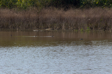 yacare y pato en laguna