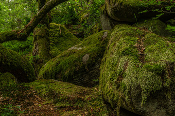 moss on the stone