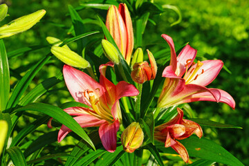 Bicolor Asiatic lily flower growing in the garden