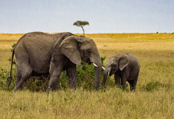 Elephant Mother and Baby in Masai Mara, Kenya