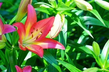 Fototapeta premium Bicolor Asiatic lily flower growing in the garden