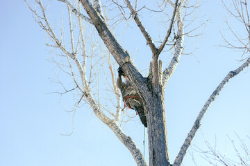 using chain saw to cut down large tree