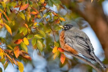 American Robin Perched on Branch Against Background of Colorful Fall Foliage in Louisiana 