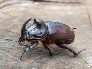 Beetle rhinoceros on an old stump close-up.