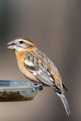 Close Up of Black Headed Grosbeak at Backyard Feeder in South Central Louisiana in January