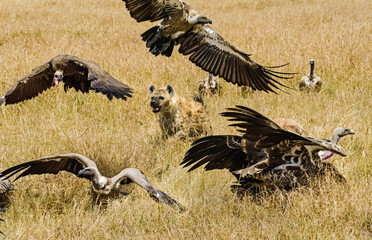 Spotted Hyena fighting food with vultures in Masai Mara, Kenya