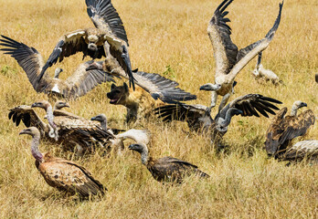 Spotted Hyena fighting food with vultures in Masai Mara, Kenya