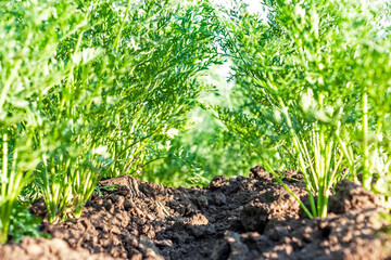 Young carrots grow in vegetable garden. Rows of vegetable seedlings planted in the ground close up. Selective focus. Agriculture and organic farming concept.