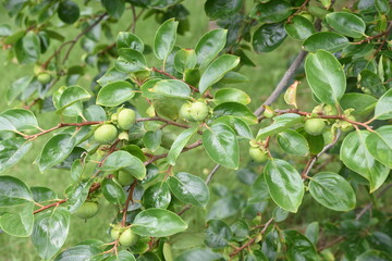 The fruit of the persimmon that is not yet ripe.