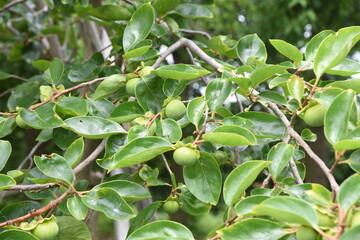 The fruit of the persimmon that is not yet ripe.