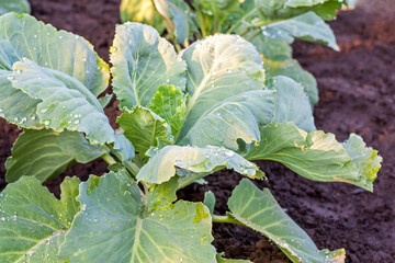 Naklejka premium Young cabbage plants with drops of water grows in ground, close-up. Vegetable garden with growing cabbage after watering at sunset. Agriculture, organic farming concept.
