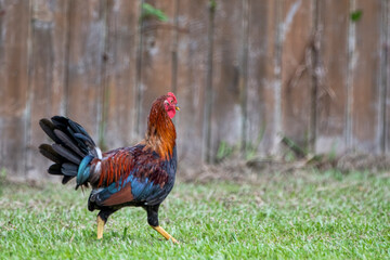 Bantam Rooster Strutting in Grassy Yard in South Central Louisiana