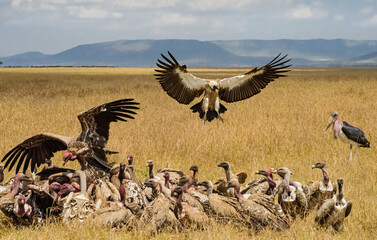African Vultures fighting for food, Masai Mara, Kenya