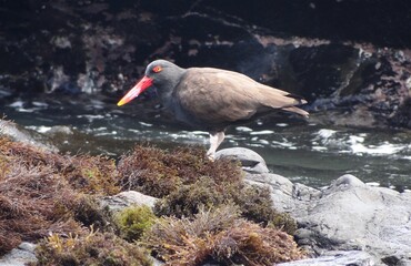 Blackish oystercatcher (Haematopus ater) at Isla Foca near Paita, Peru