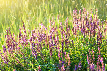 Obraz premium Purple wildflowers in meadow in sunset light. Summer floral background. Sage or salvia flowers with selective focus. Copy space.