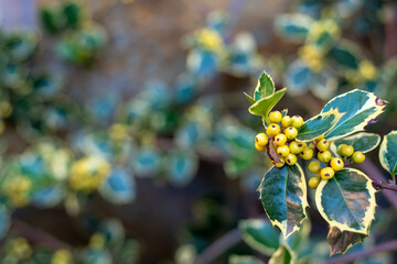 Rama de acebo con su fruto