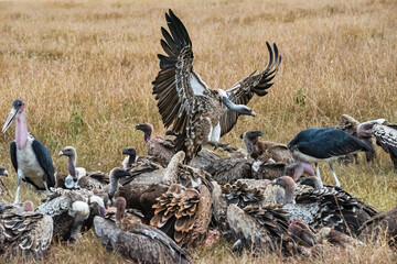 African Vultures fighting for food, Masai Mara, Kenya