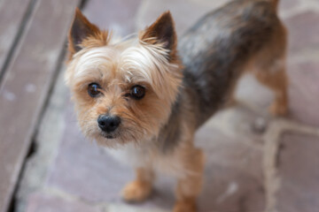 Perro raza Yorkshire Terrier