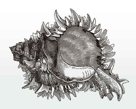 Spiny shell of the regal murex, hexaplex regius in apertural view after an antique illustration from the 19th century